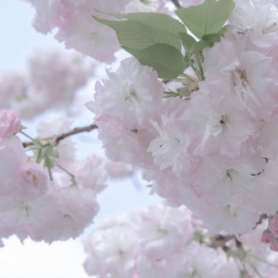 Furry插画色彩搭配FurryQQ群